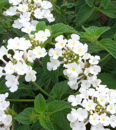 Lantana Trailing White